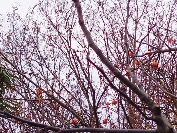 Gli ultimi cachi sull'albero.